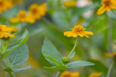 Parlak sarı Dahlberg Daisy (Thymophylla tenuiloba), Altın Post veya Pricklyleaf olarak da bilinir. Küçük, neşeli çiçek bulanık yeşil bir arka plana karşı duruyor.