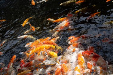 Renkli koi balıklarından oluşan geniş bir grubun enerjik yakın çekimi suyun yüzeyine turuncu, beyaz ve sarı tonlarda sıçrıyor ve kalabalıklaşıyor..