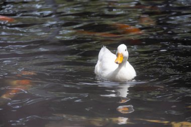 Turuncu gagalı yalnız beyaz bir ördek, yüzeyin altında bulanık altın koi balığı şekilleriyle, dalgalı bir gölette yüzer..