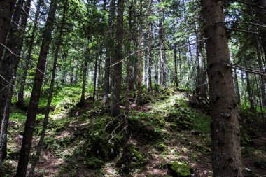 Karadağ'daki vahşi orman