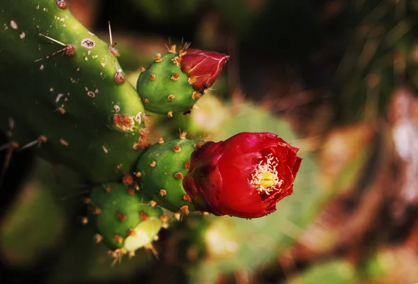 Mooie Bloeiende Wild Cactusbloem — Stockfoto