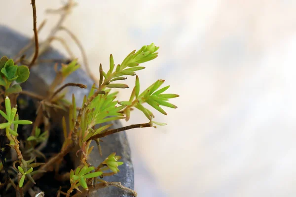 kopyalama alanı olan yeşil dekoratif bitki