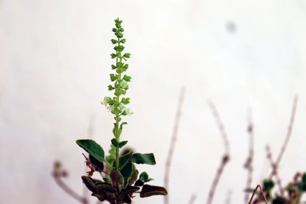 Tulsi bitkisinin tohumları büyüyor