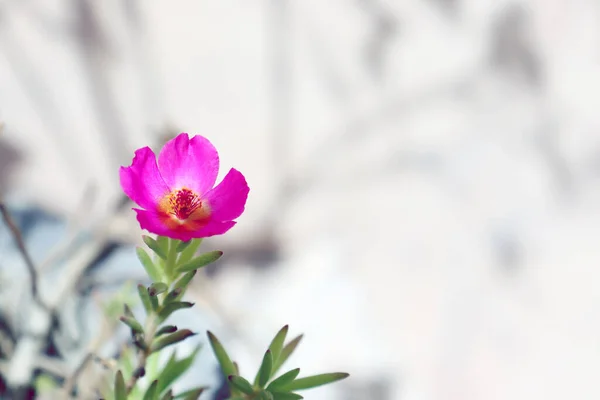 Güzel pembe çiçek soyutlanmış