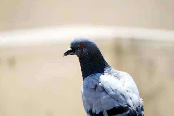 Isolated Pigeon Closeup Blur Background — Stock Photo, Image