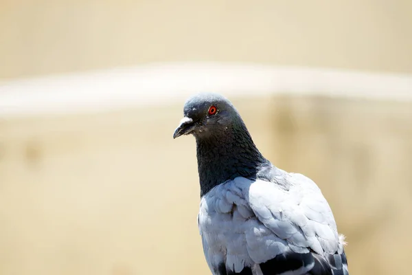 Bulanık arkaplan ile izole güvercin yakın plan