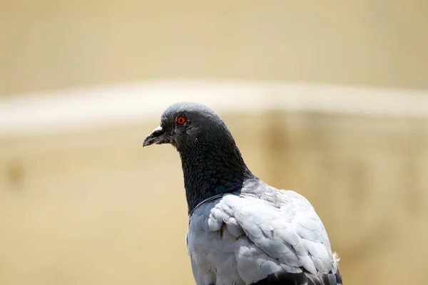 Bulanık arkaplan ile izole güvercin yakın plan