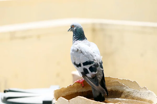Kırık bir su kabında oturan güvercin.