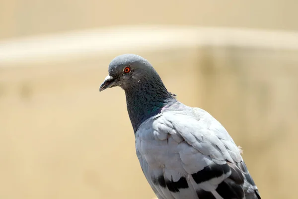 Pigeon Assis Sur Pot Eau Cassé — Photo