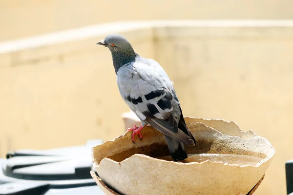 Kırık bir su kabında oturan güvercin.