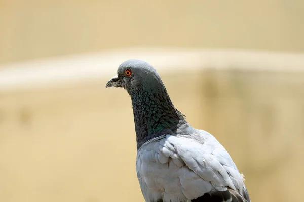 Kırık bir su kabında oturan güvercin.