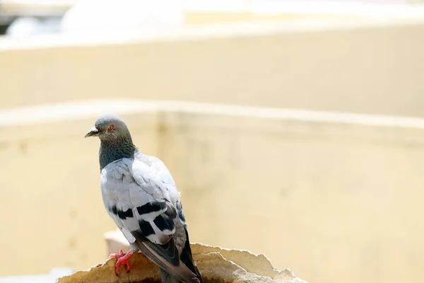 Kırık bir su kabında oturan güvercin.