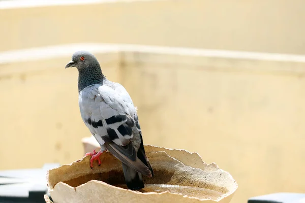 Kırık bir su kabında oturan güvercin.