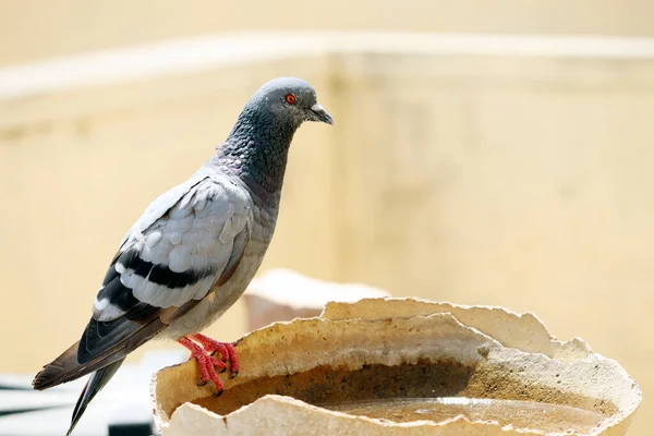 Kırık bir su kabında oturan güvercin.