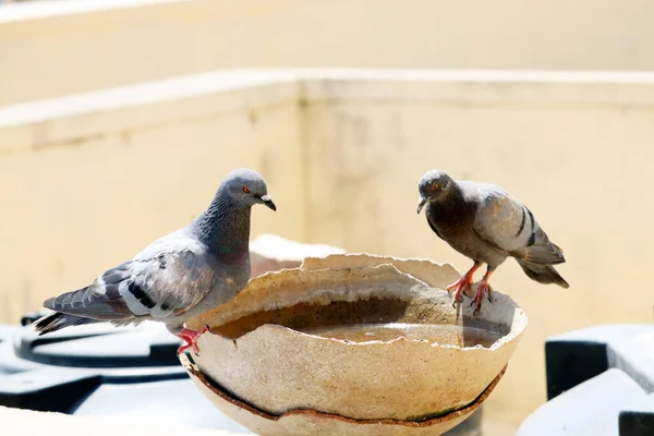Bozuk bir su tenceresinde oturan çekici güvercin.