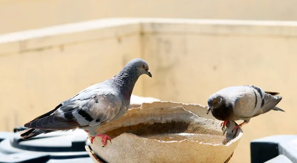 Bozuk bir su tenceresinde oturan çekici güvercin.