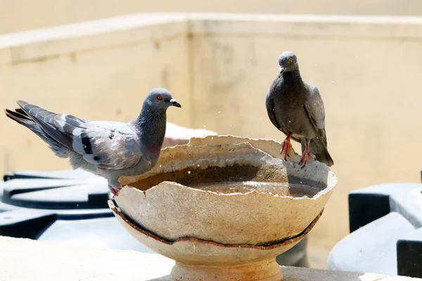 Bozuk bir su tenceresinde oturan çekici güvercin.