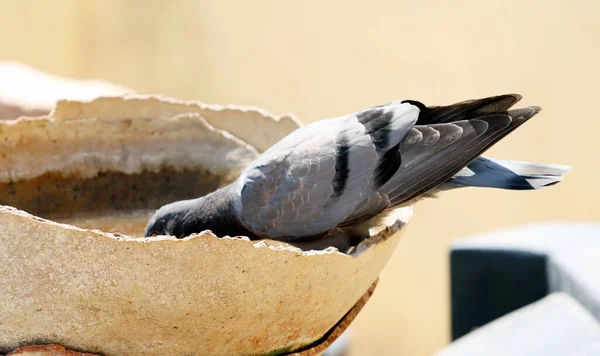 Kırık bir tencerede su içen bir güvercin