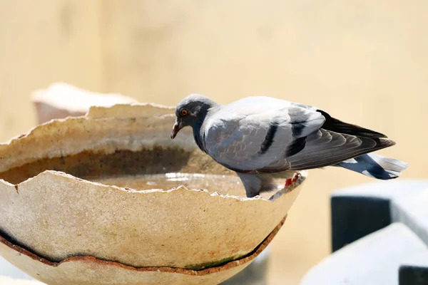 Kırık bir su kabında oturan güvercin.