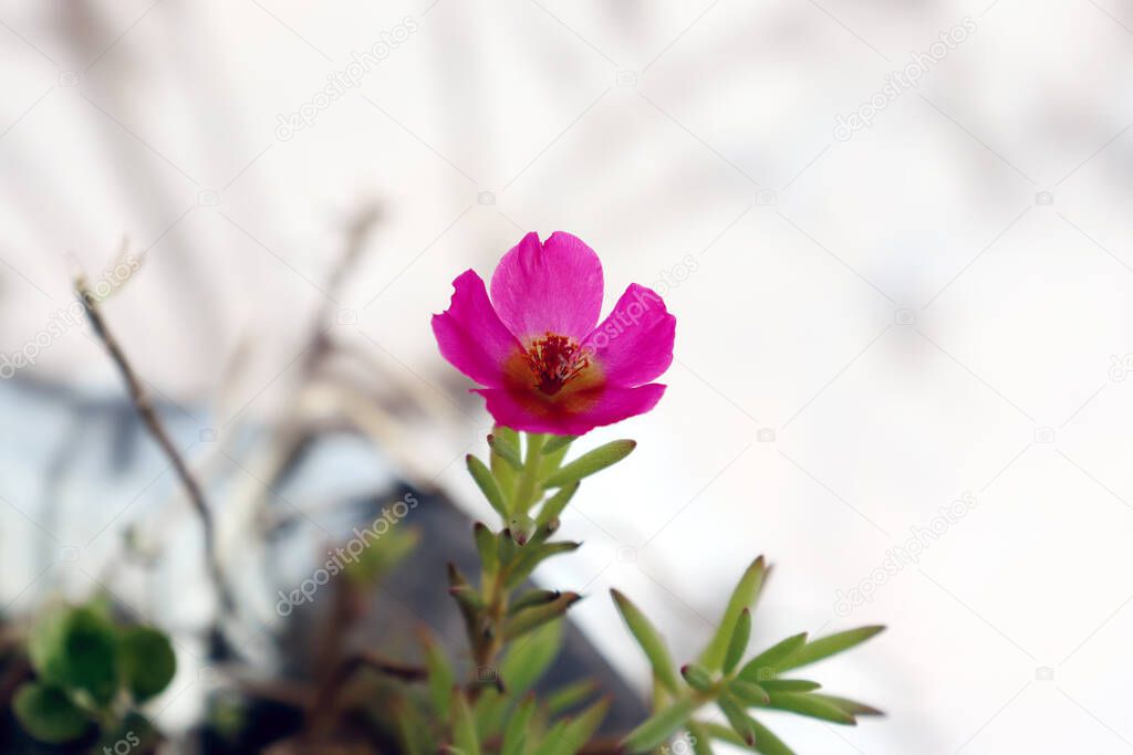 beautiful Pink flower isolated