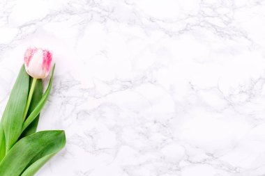 Beyaz mermer arka planda pembe laleler. Bahar ve kutlama konsepti. Uzayı kopyala Üst Manzara. Üst Manzara. Yatay