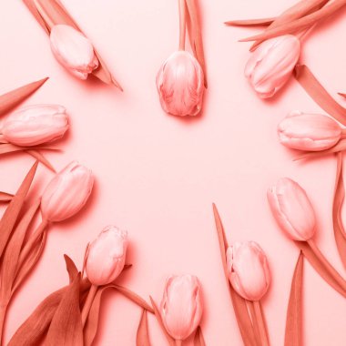 Pembe lale pembe arka plan üzerinde. Düz yatıyordu, en iyi görünüm. Sevgililer arka plan. Kare. Yaşam mercan Tema - 2019 yılın renk