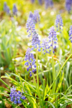 Bahar sümbül, çayır. Yeni başlangıç, bahar, taze bir başlangıç sessiz zaman açık havada kavramı. Sıcak tonlama. Dikey