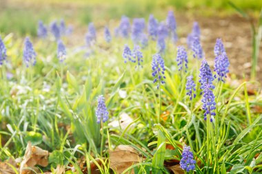 Bahar sümbül, çayır. Yeni başlangıç, bahar, taze bir başlangıç sessiz zaman açık havada kavramı. Sıcak tonlama. Yatay