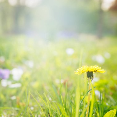 Karahindiba güneş üzerinde. Alerjen çiçek. Bahar ve yeni bir başlangıç kavramı. Kare
