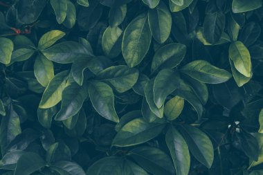 Koyu tonlama yeşil yaprakları desen arka plan