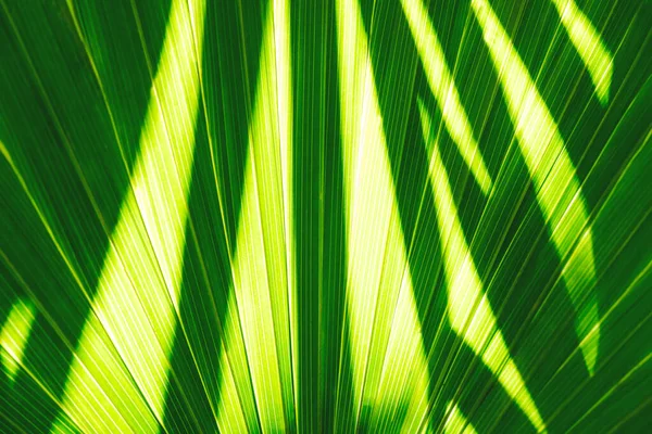 Palmiye yaprağı üzerinde ışık ve gölge dokusu olan soyut arkaplan — Stok fotoğraf
