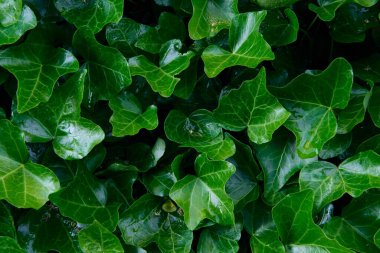 Lush green background with ivy leaves