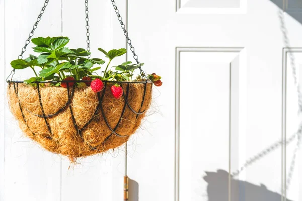 公寓阳台上挂着装有椰子衬里的篮子里的草莓 — 图库照片