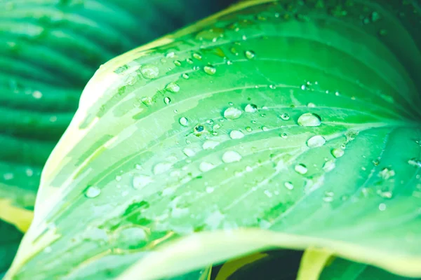 Fundo verde exuberante com hasta folha e gotas de chuva — Fotografia de Stock