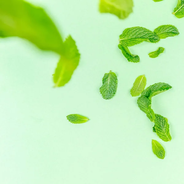 Hojas de menta cayendo en el moderno fondo verde sólido, ecología y el concepto de desorden — Foto de Stock