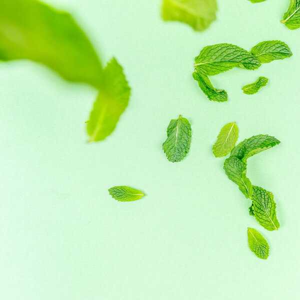 Mint leaves falling to the trendy solid green backdrop, ecology and messthetics concept