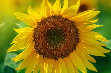 Yaz güneşi altında sahada ayçiçeği