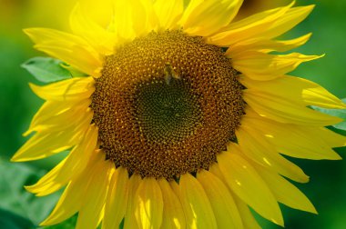 Yaz güneşi altında sahada ayçiçeği