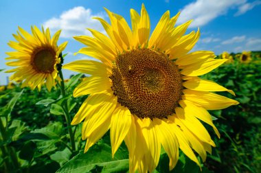 Yaz güneşi altında sahada ayçiçeği
