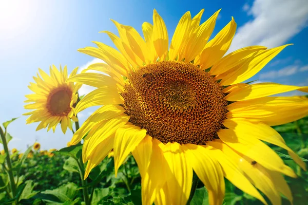 Sunflower Fältet Sommarsolen Royaltyfria Stockfoton