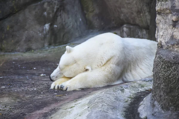 polar polar bear in the aviary on  background of stones and rock