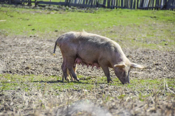 big pig mother alone in the meadow eat farm agriculture por