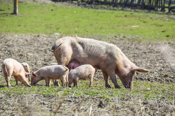 mother pig with her piglets on  meadow eat farm agriculture por