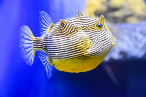 exotic fish yellow white striped with an orange tail under water