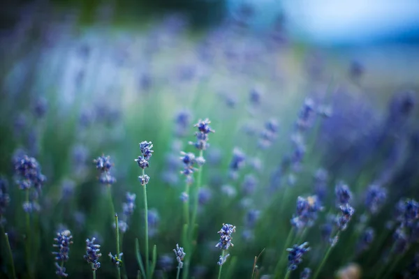 淡紫色的花在日落在模糊的背景 — 图库照片