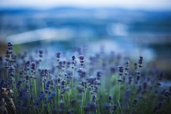 Violett Blå Lavendelblommor Vid Solnedgången Vid Soluppgången Blå Suddig Bakgrund — Stockfoto