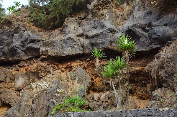Zelené Palmové stromy na pozadí skal, hor, zářivé slunce — Stock fotografie