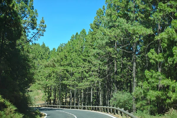 松林の道、晴れた日、自然の中で車で旅行 — ストック写真