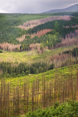Zakopane yakınlarındaki Tatra Dağları manzarası. Polonya