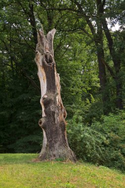 Park Muzakowski (Park von Muskau) Leknica yakınlarında. UNESCO Dünya Mirası Alanı. Polonya